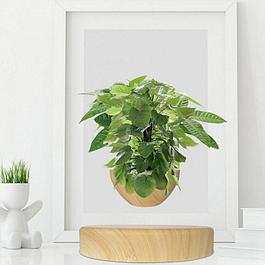 Mini jardin suspendu anti-gravité finition bois